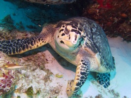 Hawksbill Sea Turtle IMG 9704